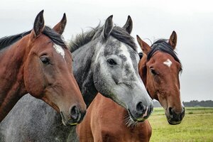 Randonnées équestres